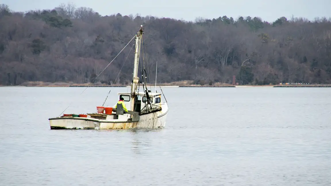 How Dredge Surveys Guide Chesapeake Bay Blue Crab Management